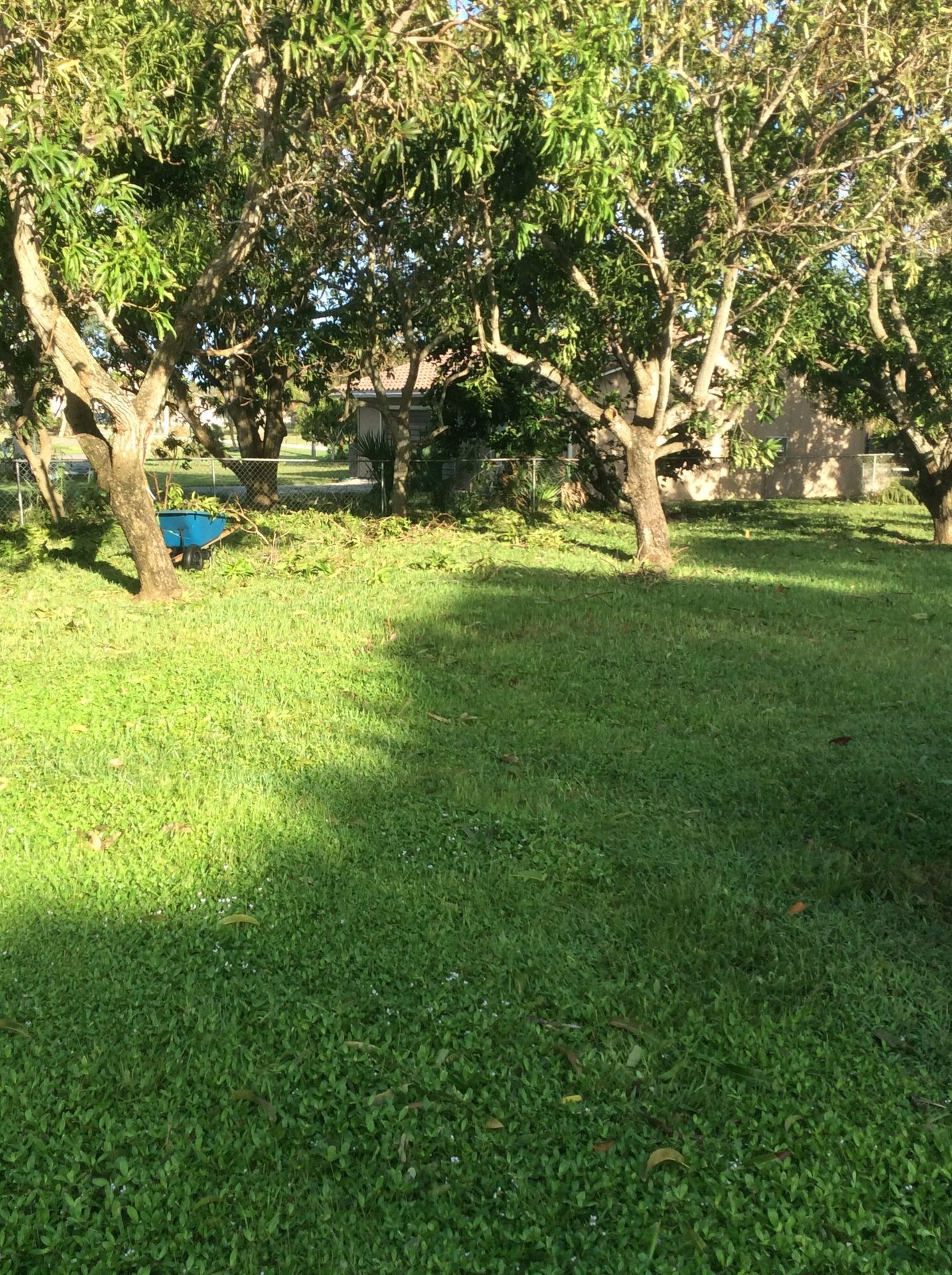 Sunny garden with green grass, trees, and a blue wheelbarrow under the shade.