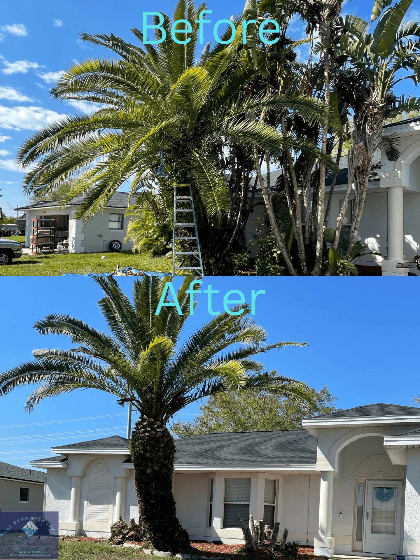 Before and after of a trimmed palm tree in front of a house with a blue sky background.
