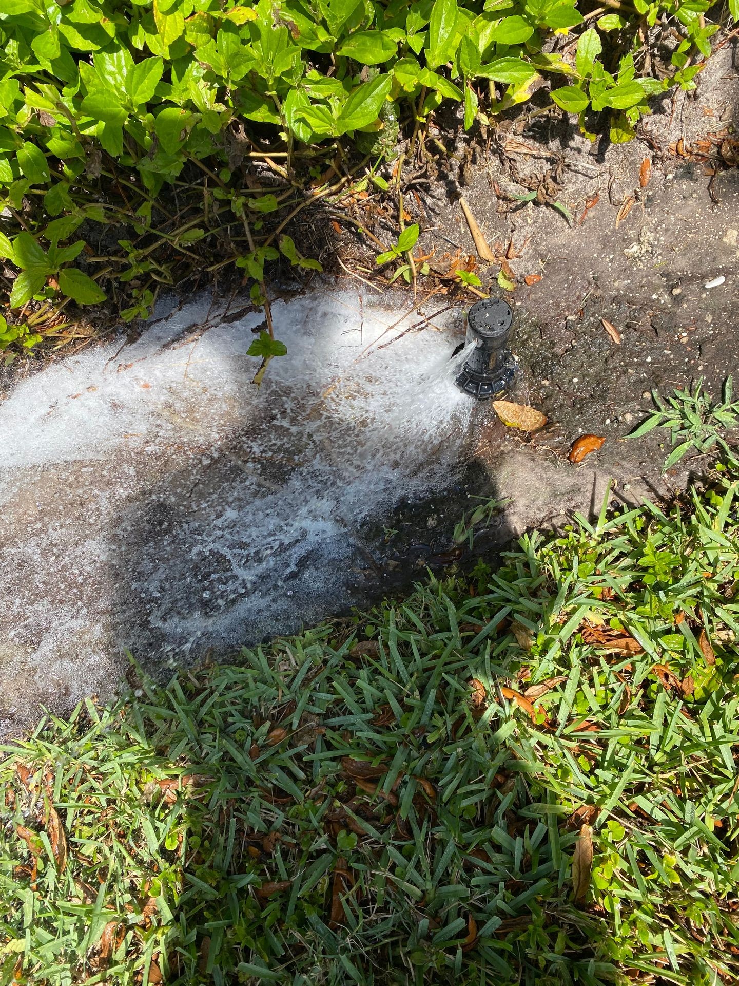 Sprinkler head spraying water onto grass and soil near green bushes.